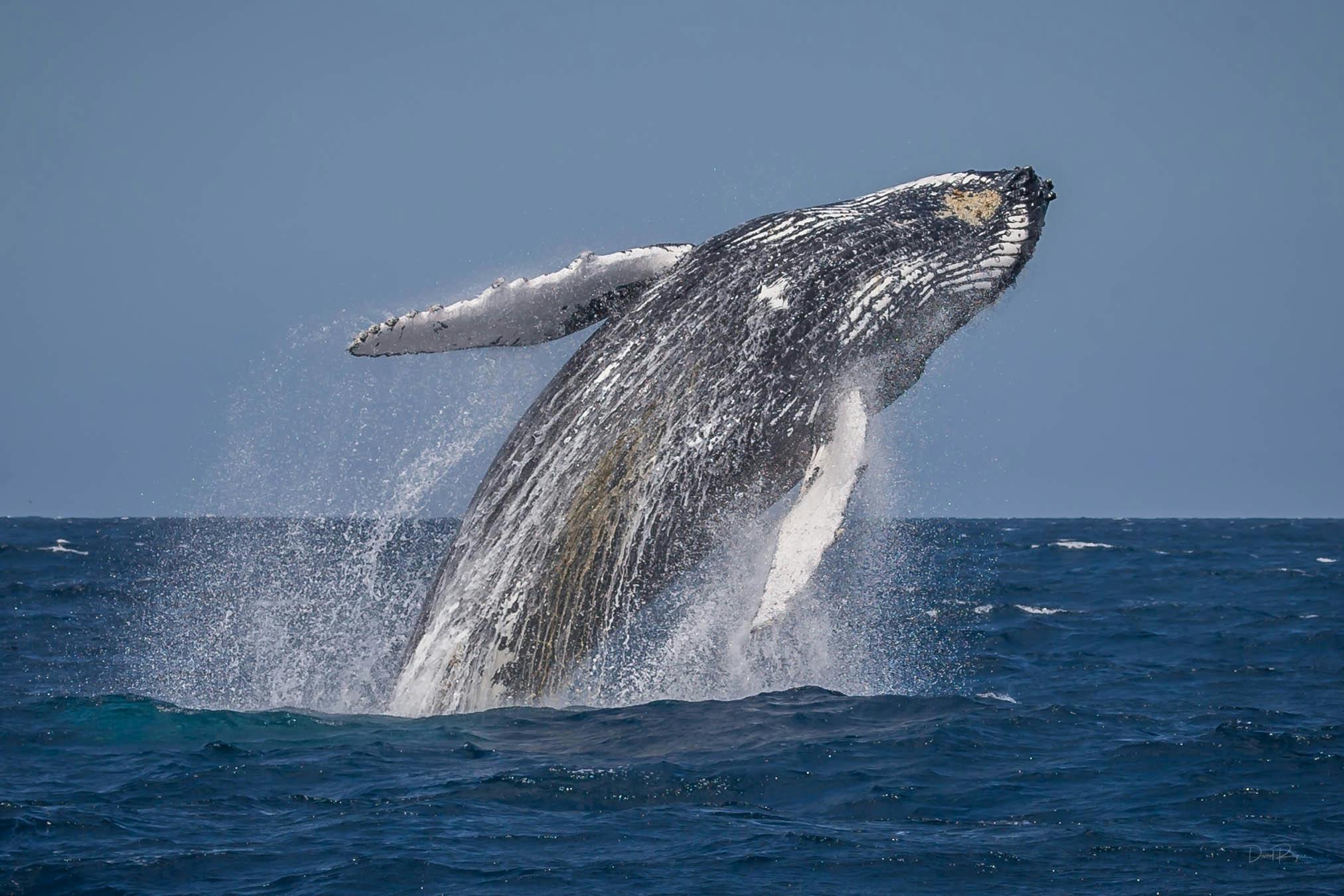 Humpback whale breach