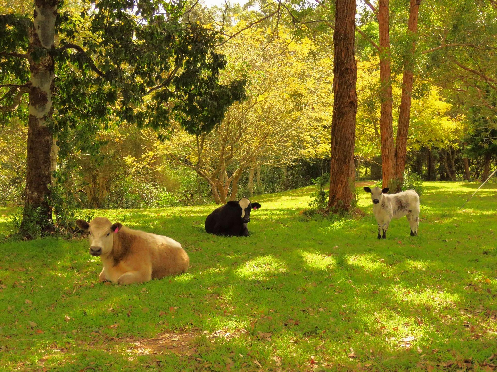 Kings Creek Retreat Cows