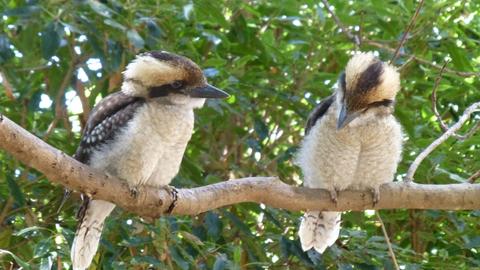 Kookaburra Camping & Caravan Park