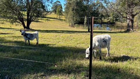 Jamieson Ranch