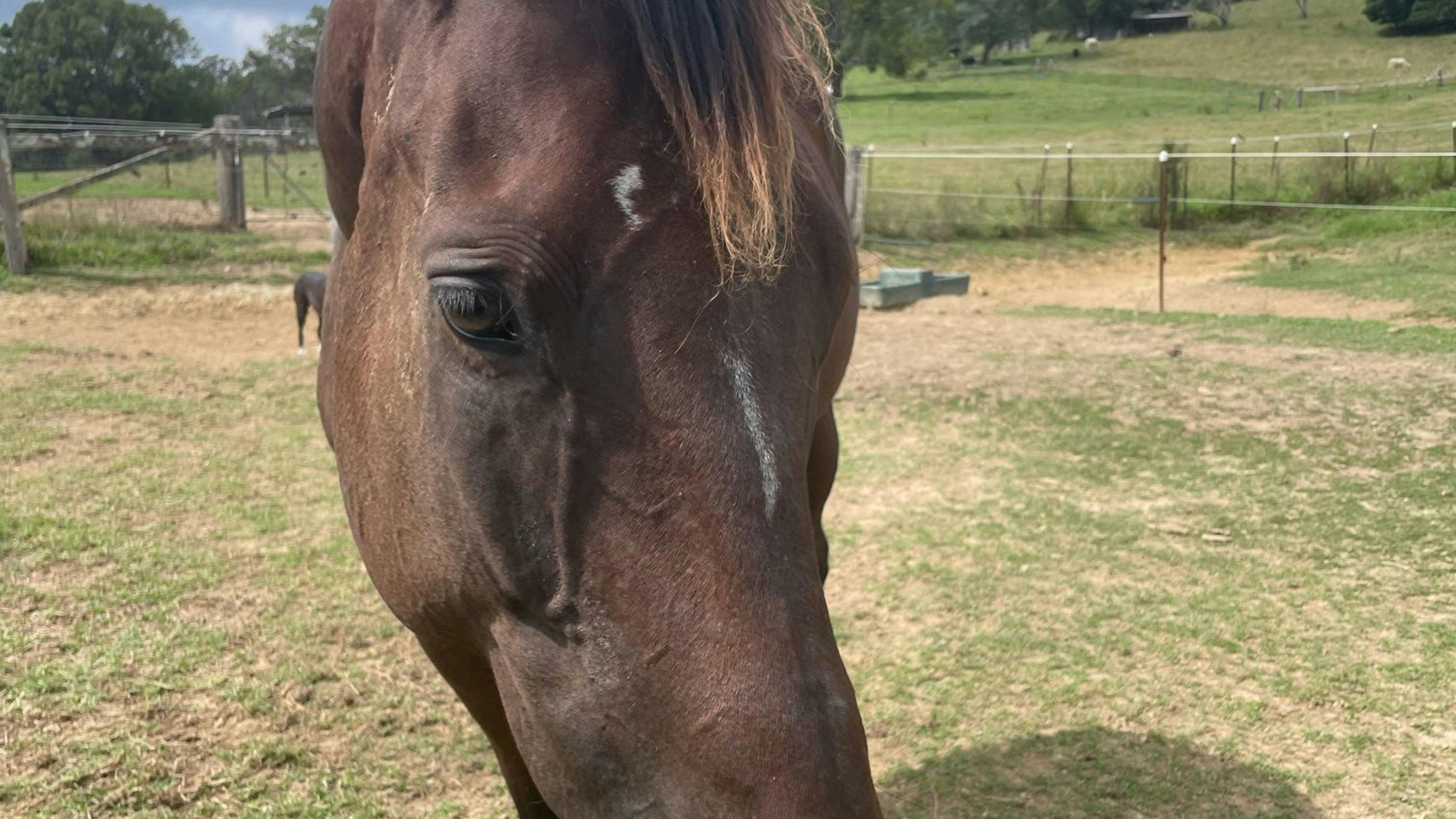 Luckystars Sanctuary