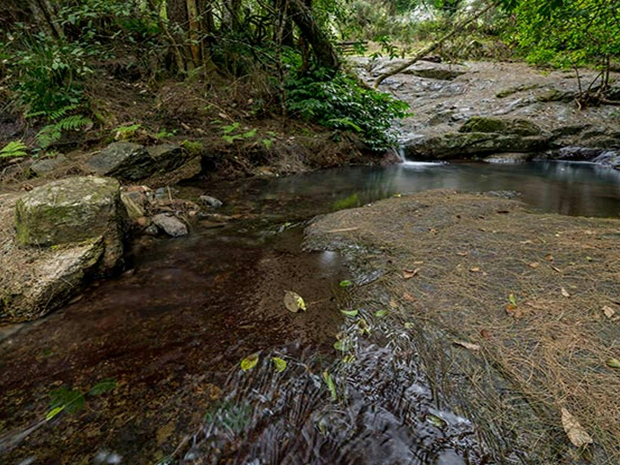 Jacky Barkers campground, Nowendoc National Park. Photo: John Spencer/NSW Government