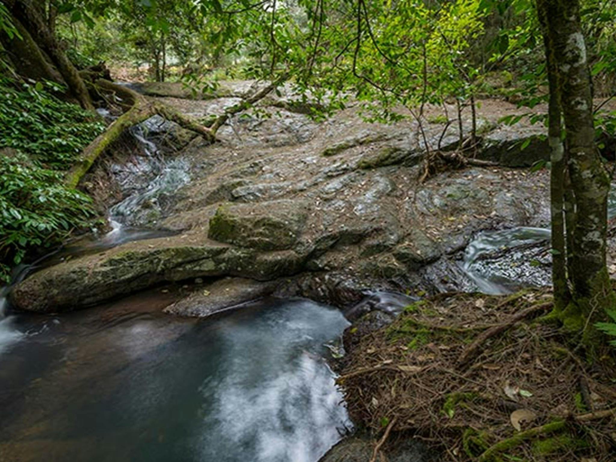 Jacky Barkers campground, Nowendoc National Park. Photo: John Spencer/NSW Government
