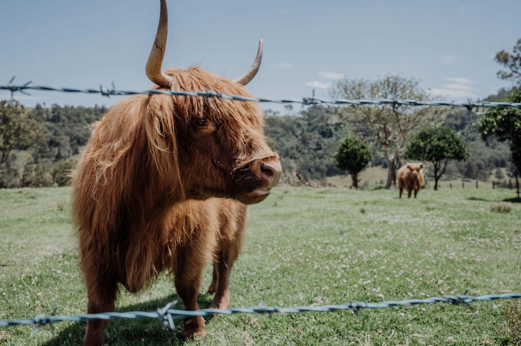 Visit Darla at Meadow View Cottage