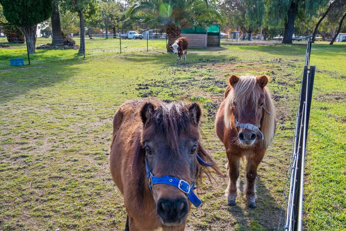 Animals Nursery