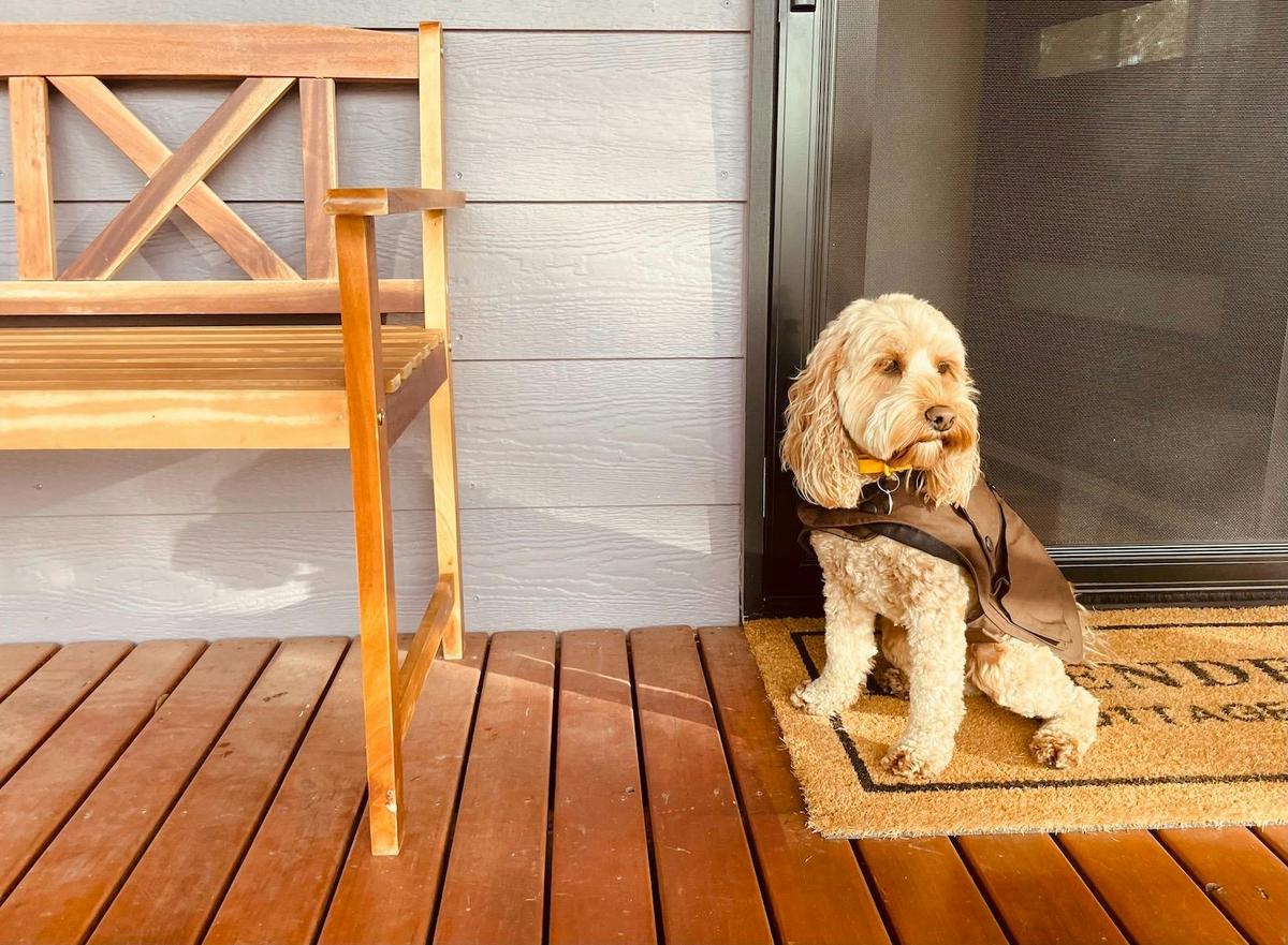 Lavender Cottage is pet friendly and poochie approved