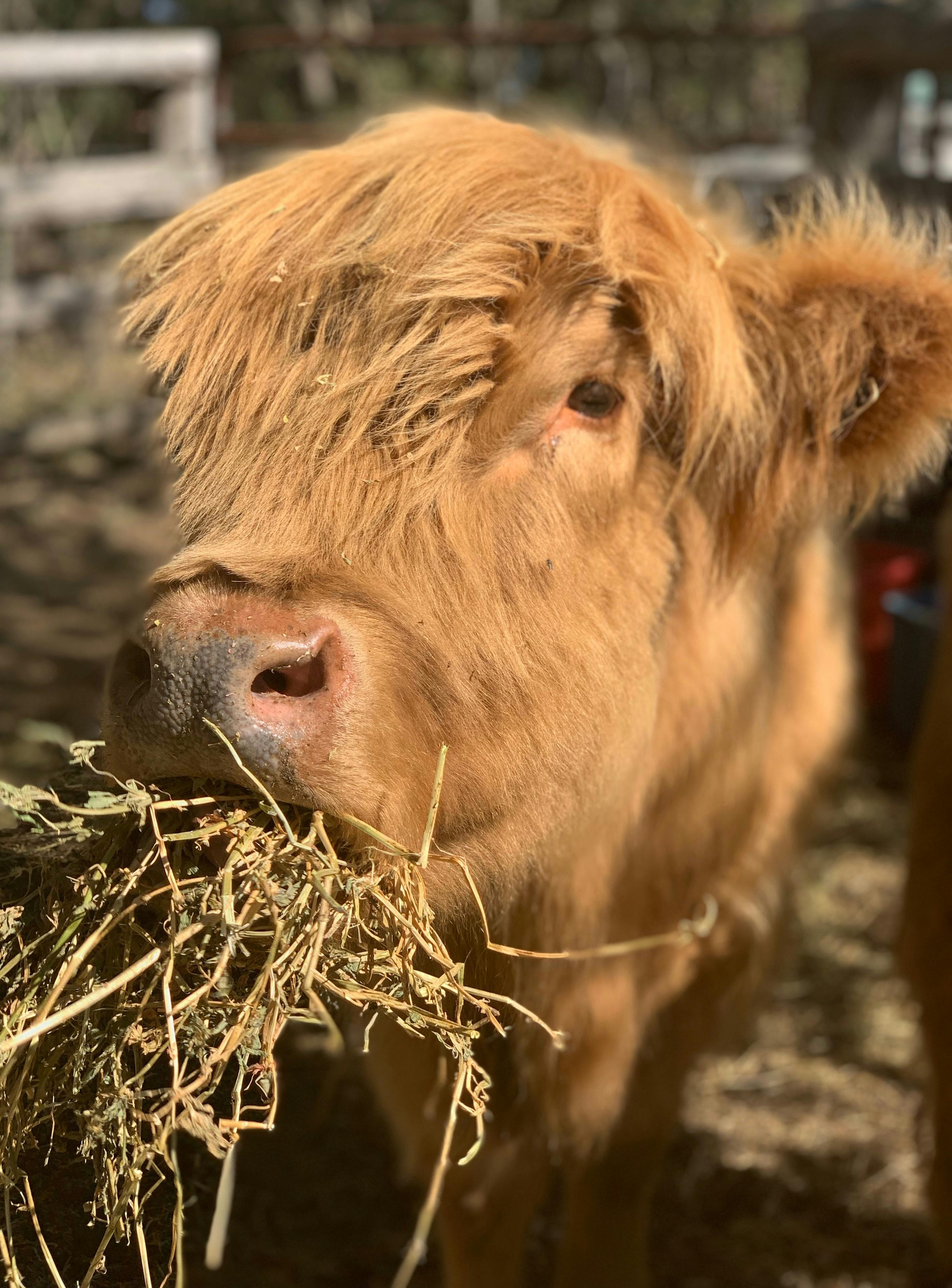 Pickles the Highland cow serving fringe, fluff, and fabulous farm vibes—one mouthful of hay at a tim