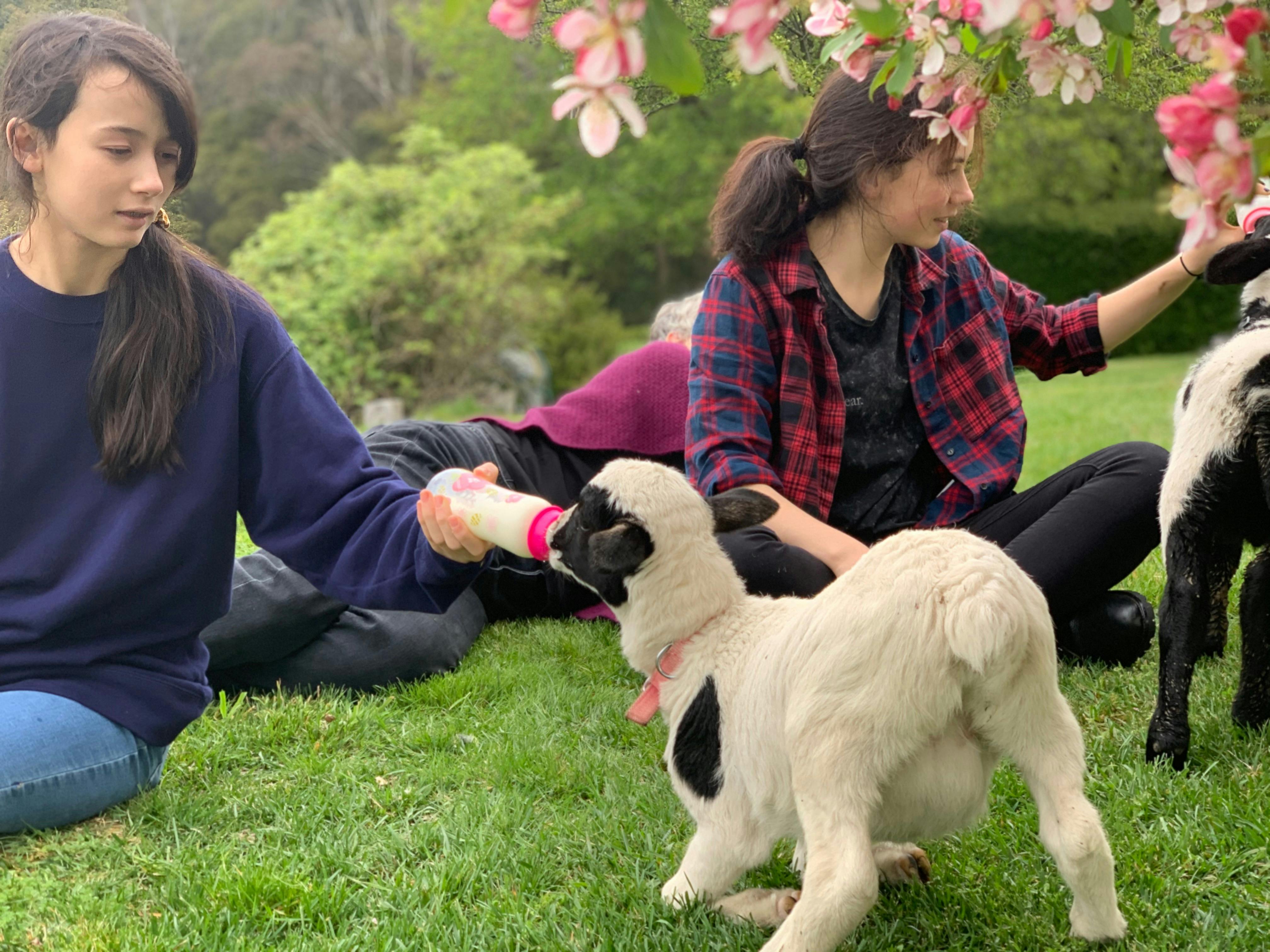 Family guests feeding lambs on the lawn — country mornings don’t get much sweeter 🐑☀️