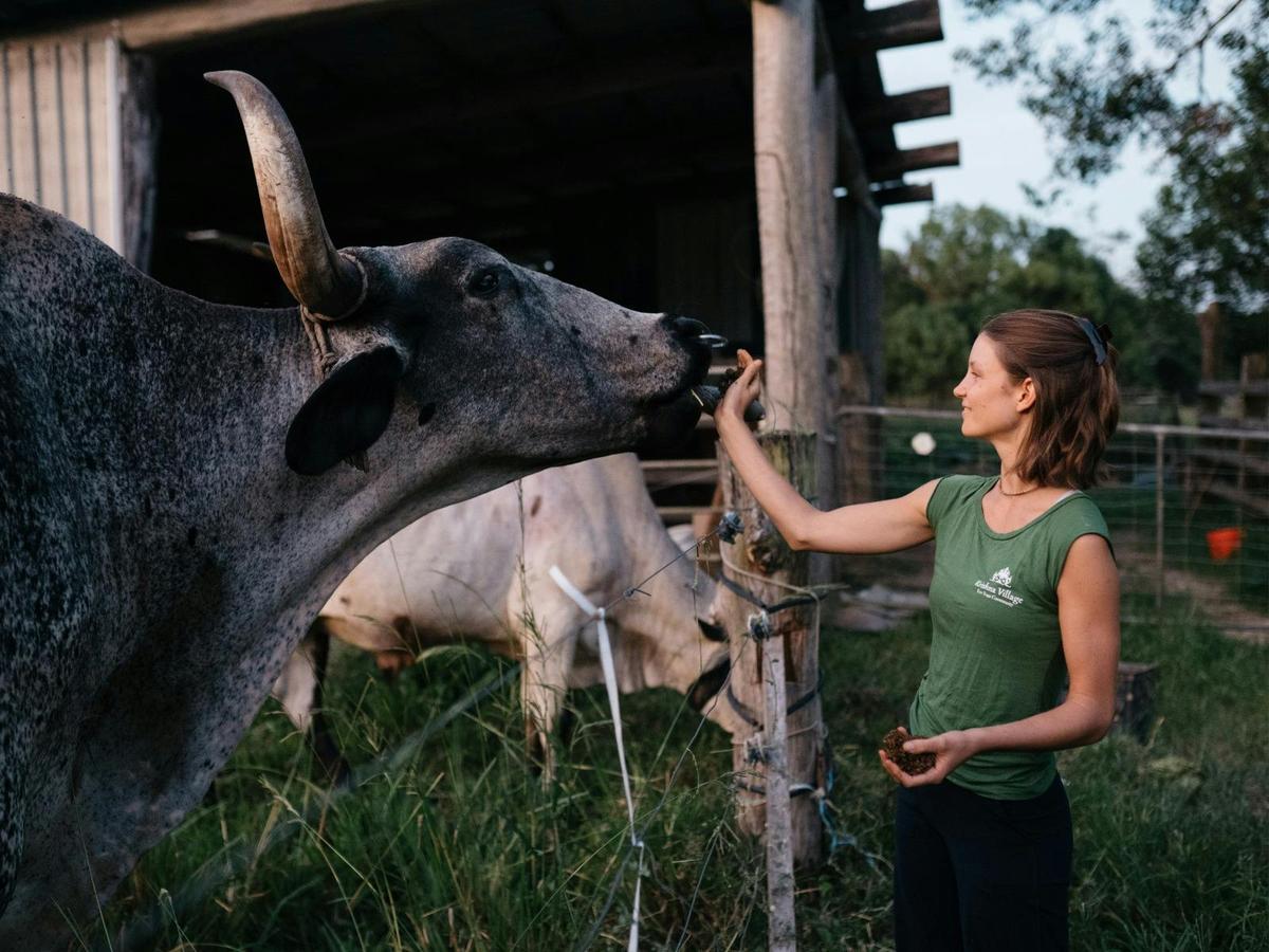 Visit our sacred cows - they are treated well and love humans