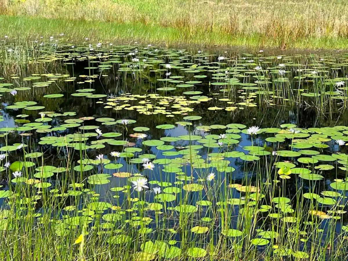Lilly laden dam , wide range of water birds , insects and fish