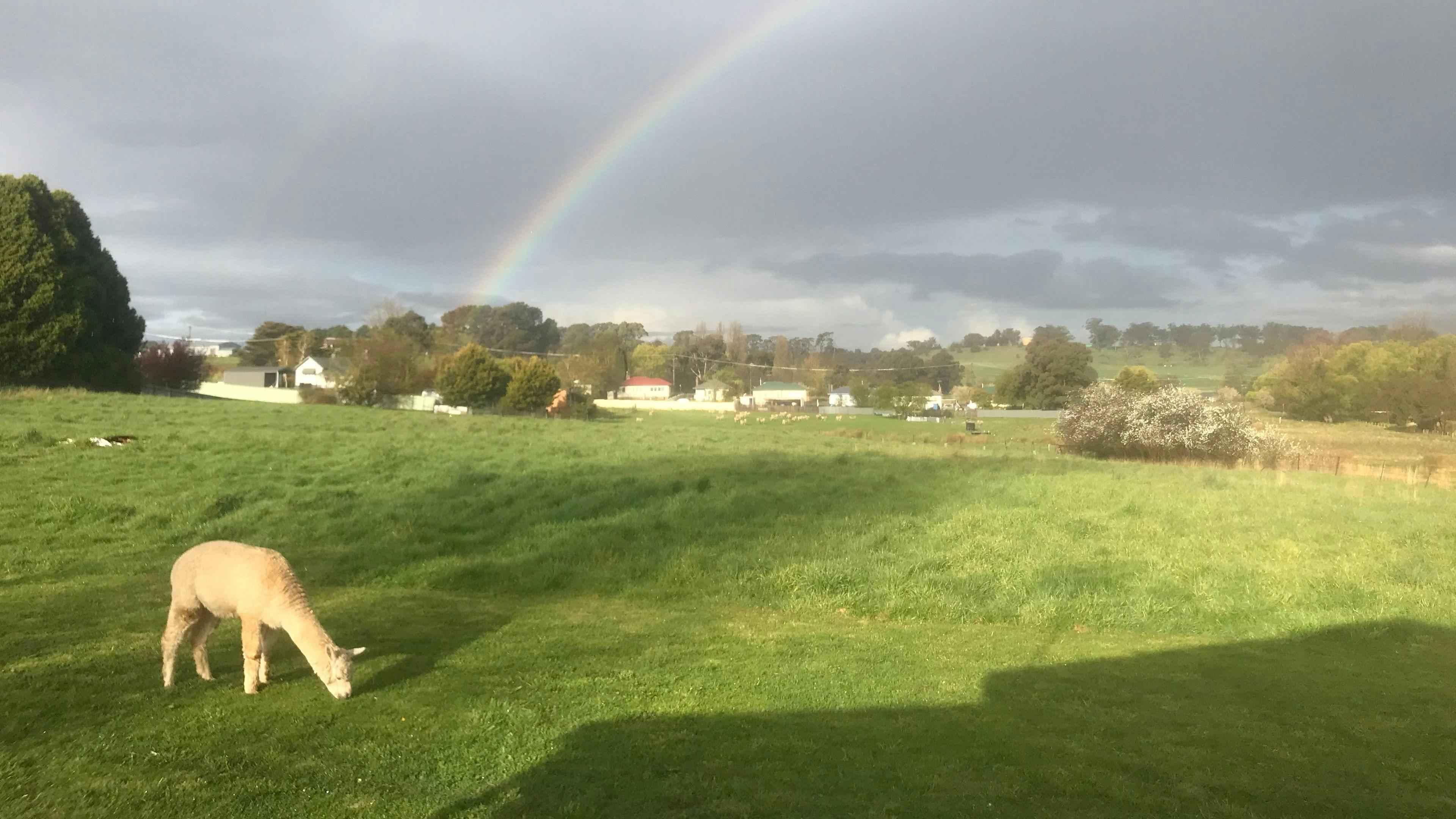 Site offers easy access through double gates - reasonably level ground.
Sadly Xavier, the alpaca, recently died of old age so he won't be a camping companion.