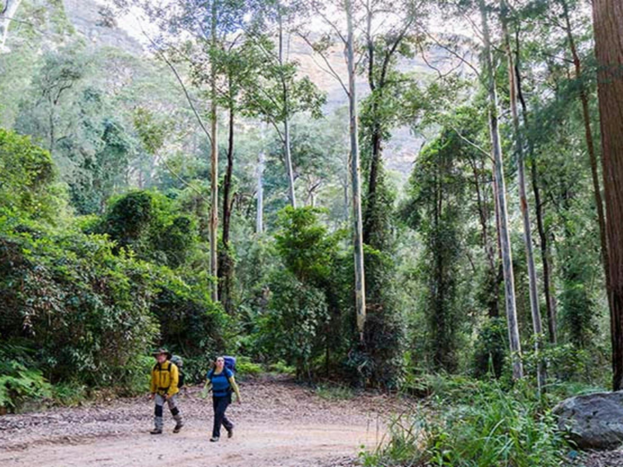 A couple walk through forest to walk-in Kedumba River Crossing campground, Blue Mountains National