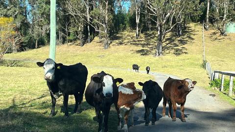 Little Forest Farmstay