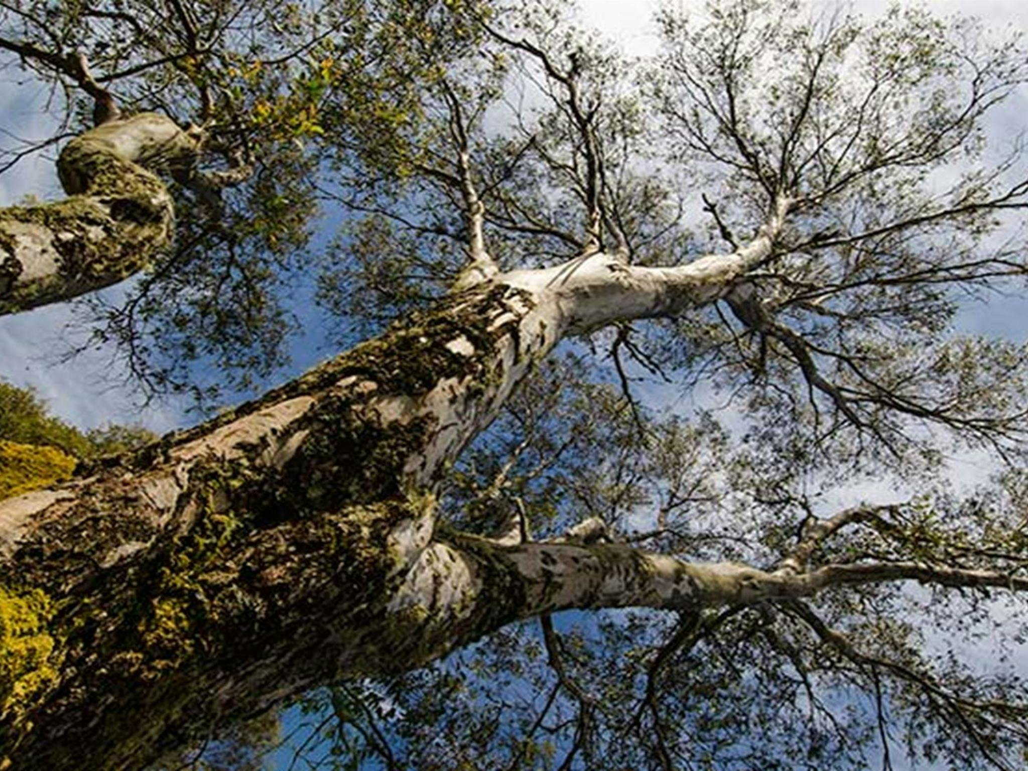 Little Murray campground, Barrington Tops National Park. Photo: John Spencer/NSW Government