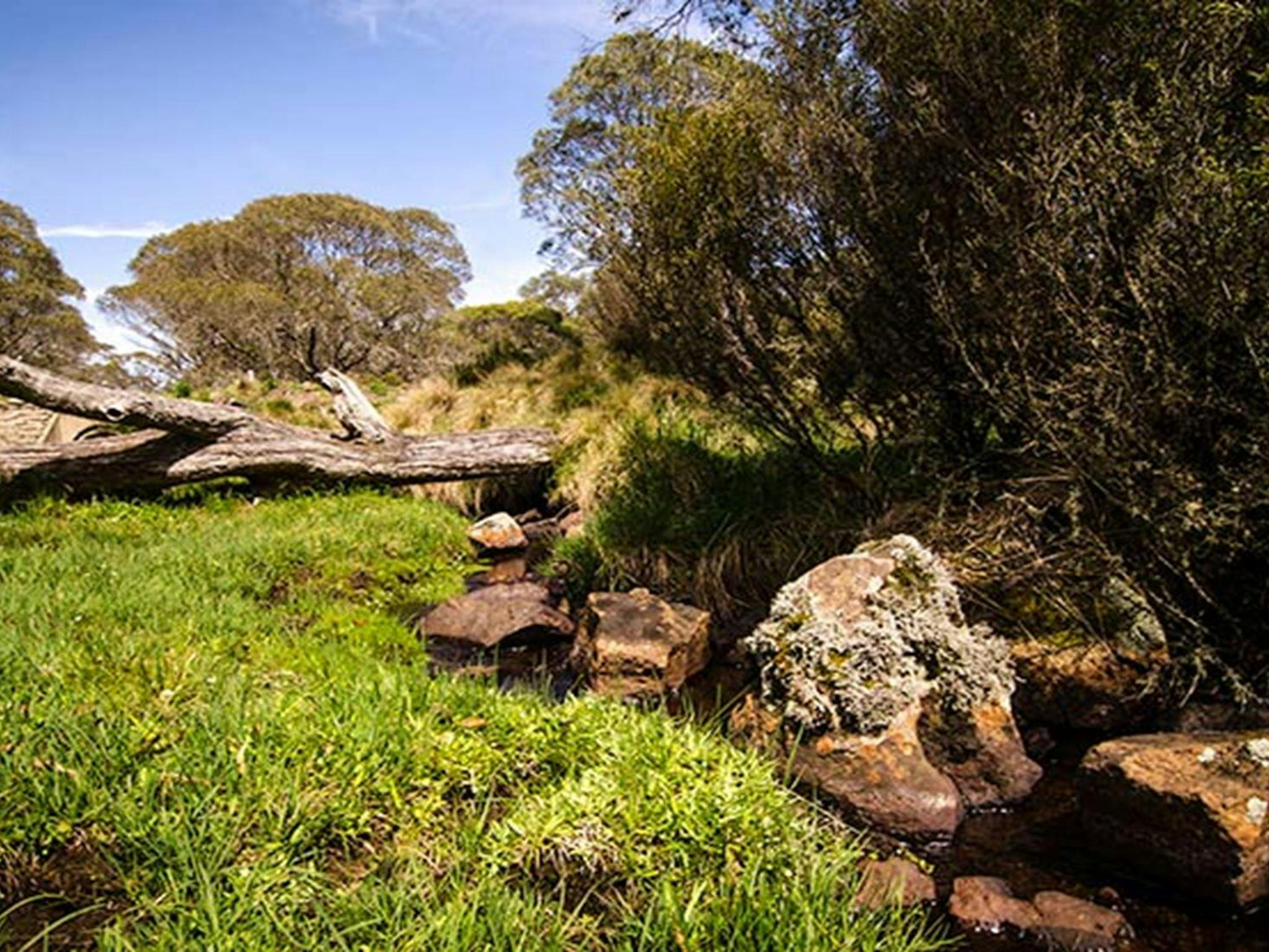 Little Murray campground, Barrington Tops National Park. Photo: John Spencer/NSW Government