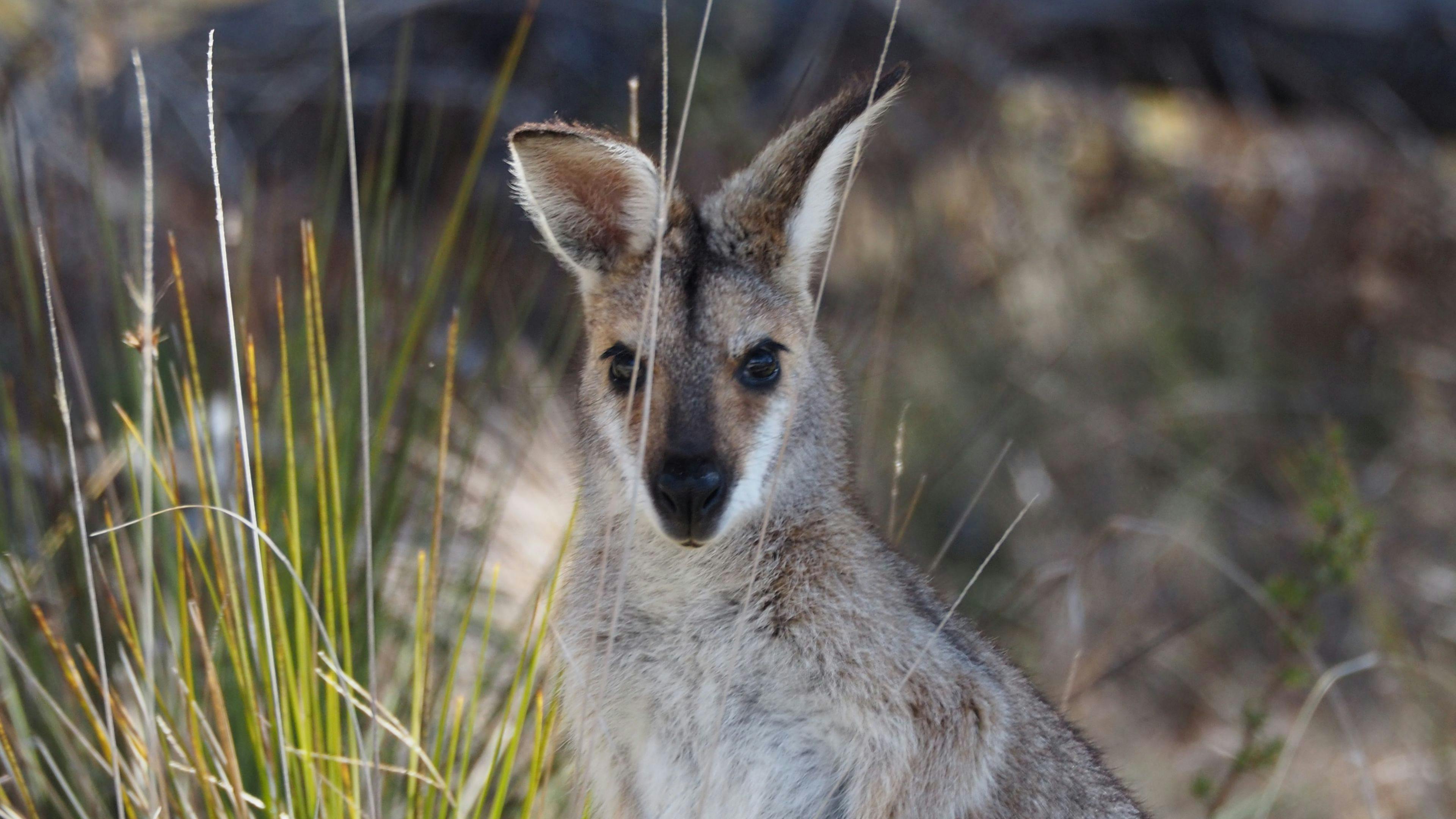 Jindalee Bush camping