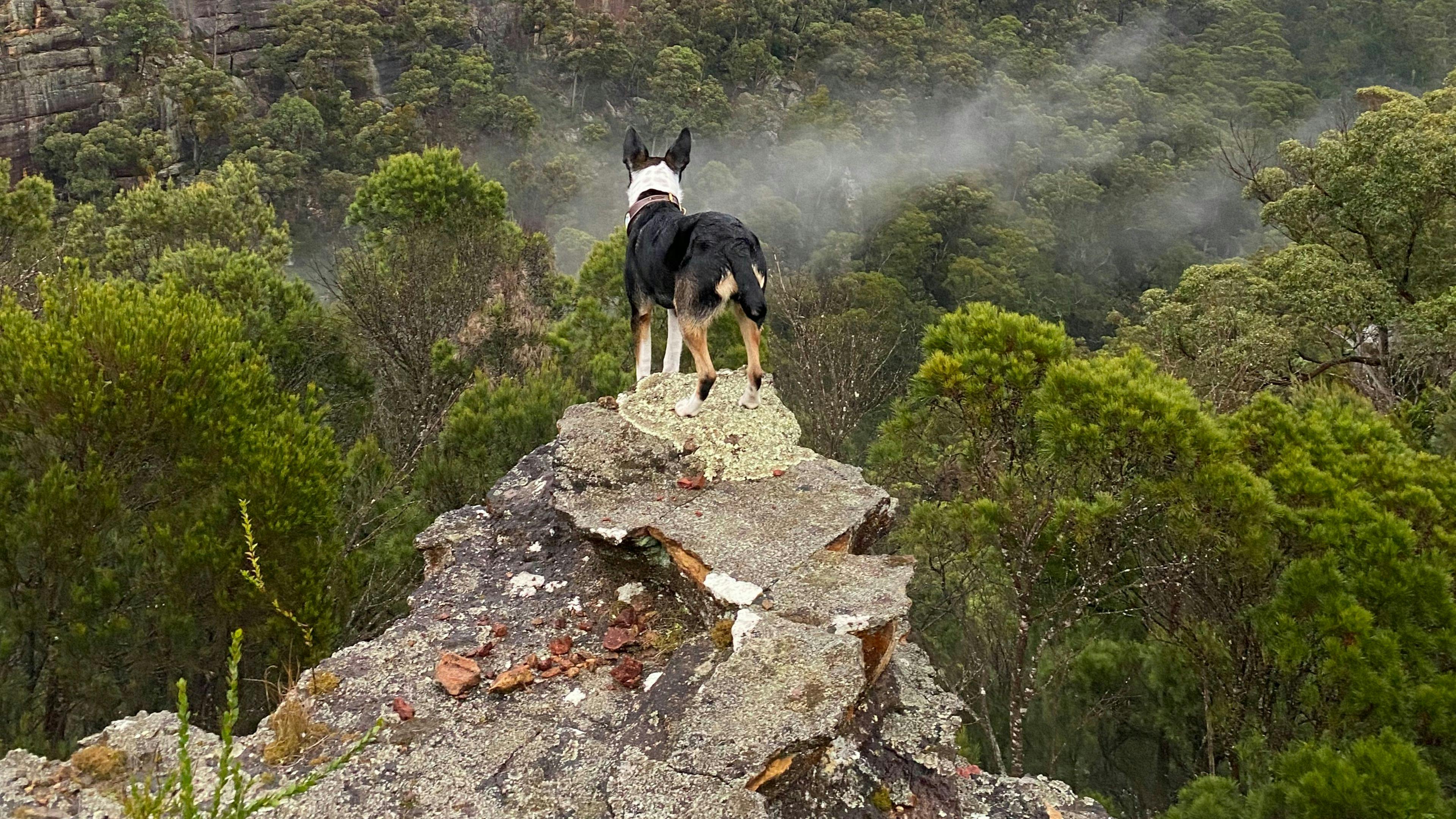 Joadja Gorge Retreat & Camping