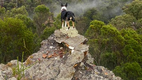Joadja Gorge Retreat & Camping