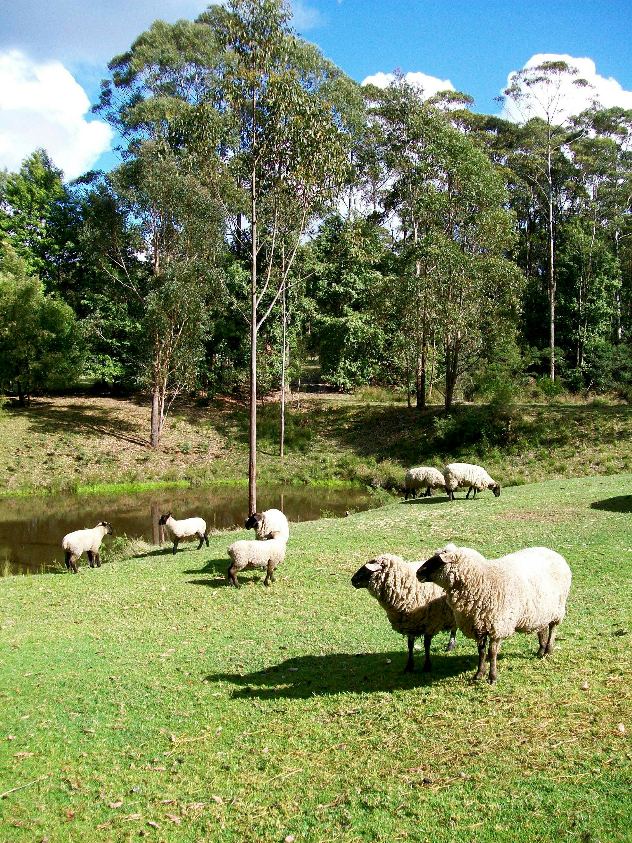 Sheep around the dams.