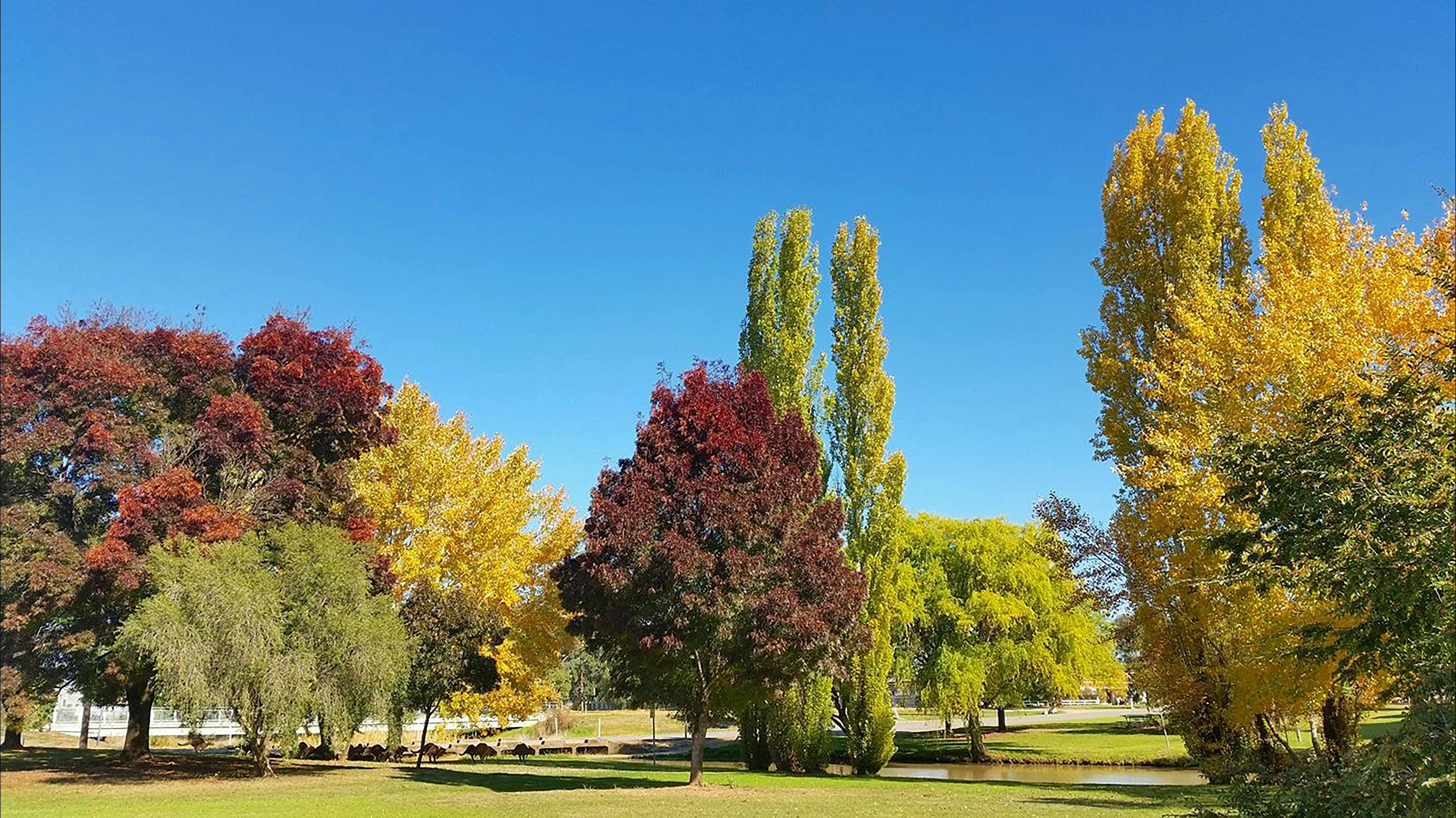 Kangaroo Mob, Lockhart Caravan Park