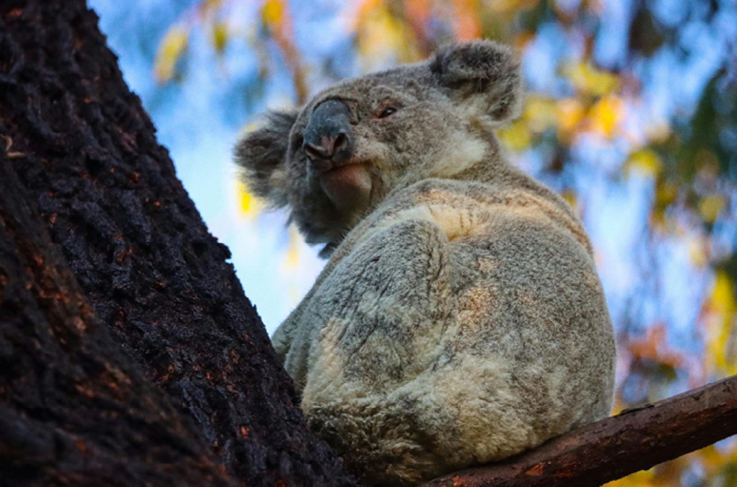 Koala at Killarney Cottage