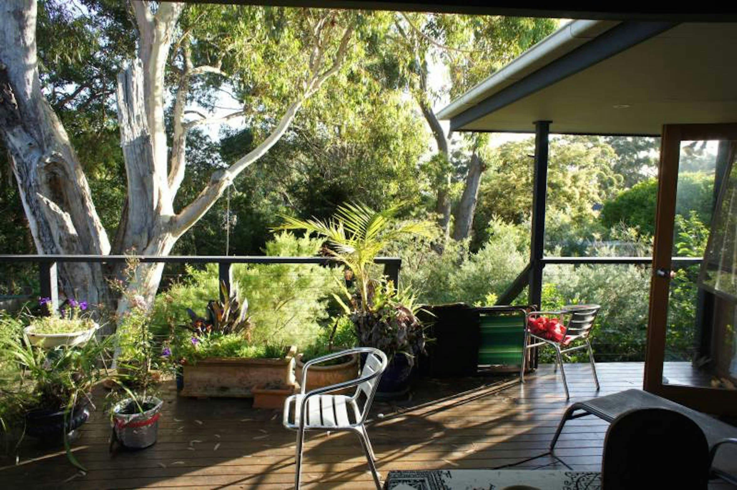 Kookaburra Dreaming 3