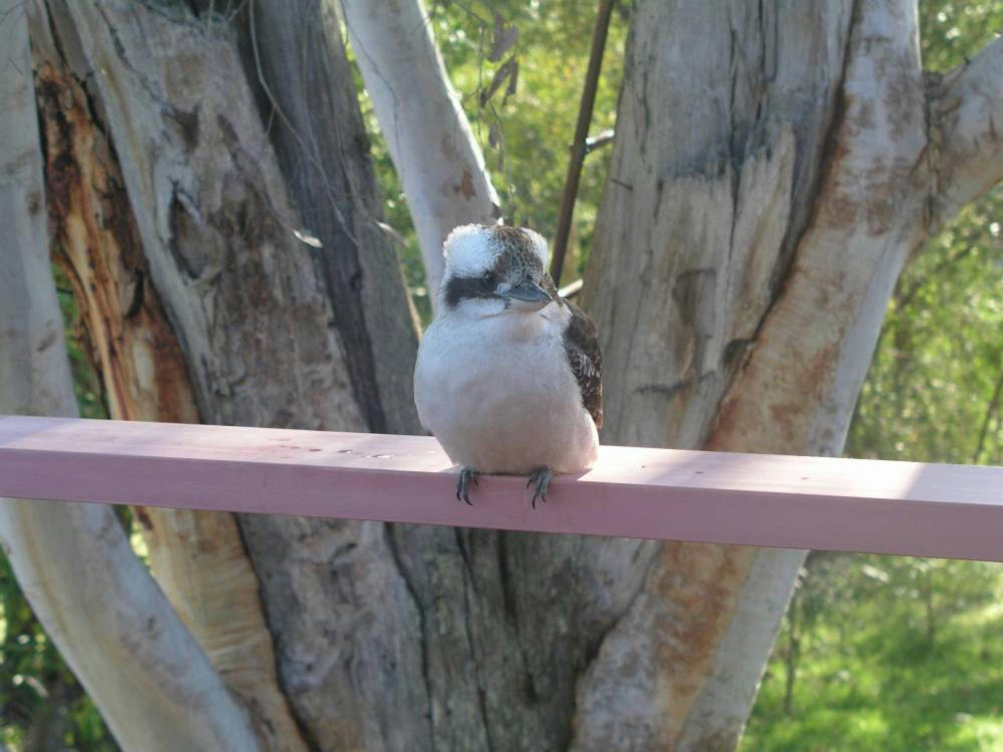 Kookaburra Dreaming 1