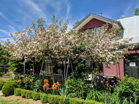 Magenta Cottage