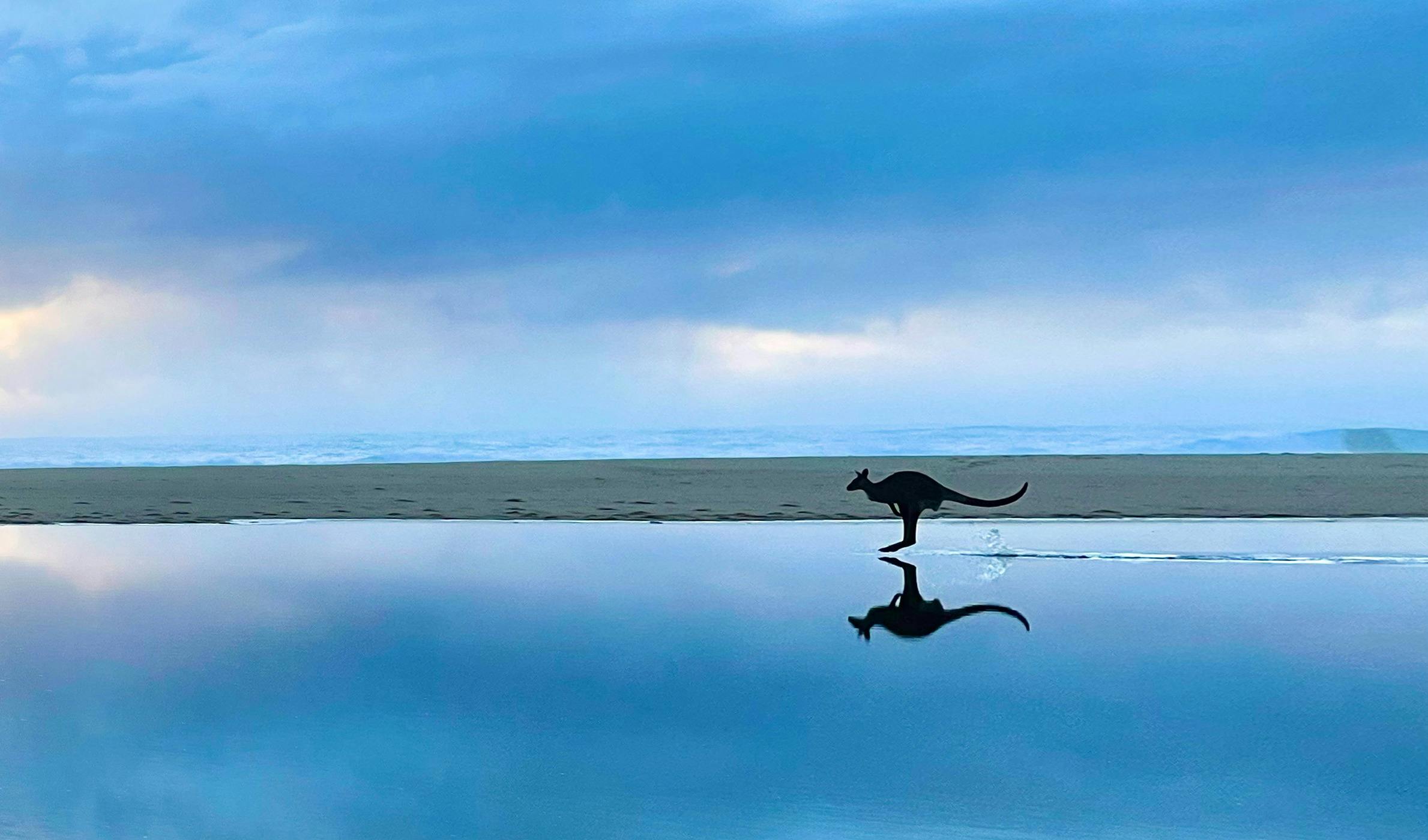 Kangaroo jumping across  Bunga Lagoon at Bunga Beach