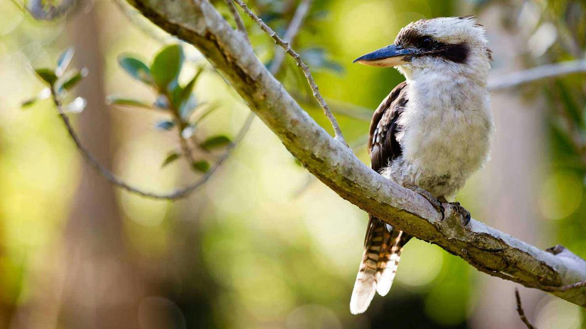 Kookaburra – Peaceful Bush Escape