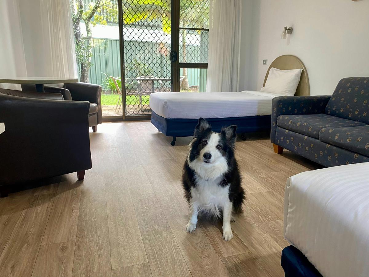 Pet Friendly Rooms
