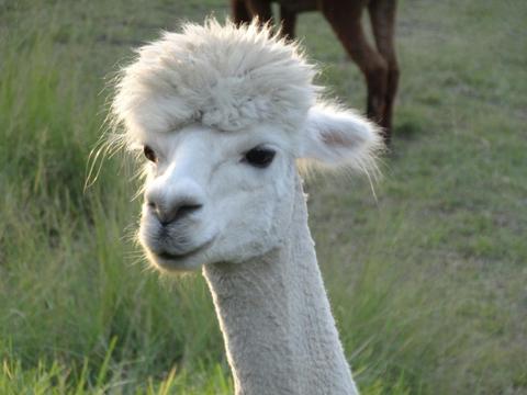 Sweet alpacas