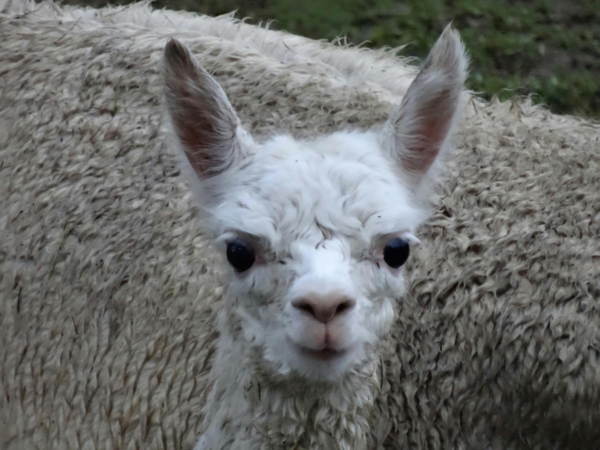 Friendly alpacas