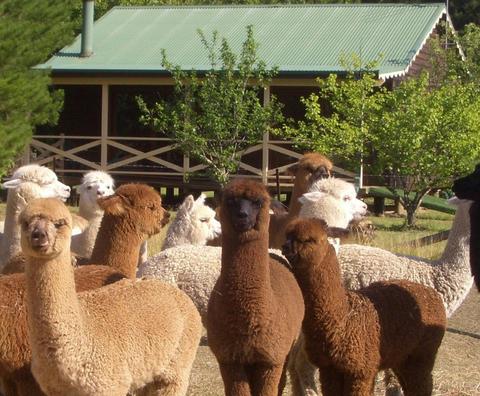 Madisons Mountain Retreat