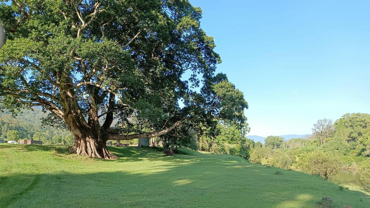 McKenzies Mountain, Wollumbin