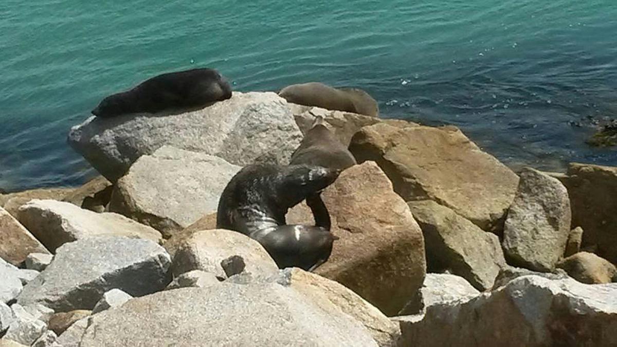 Seals at Narooma