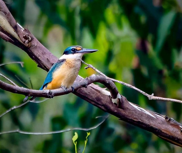 Earthcare Park - Tenambit