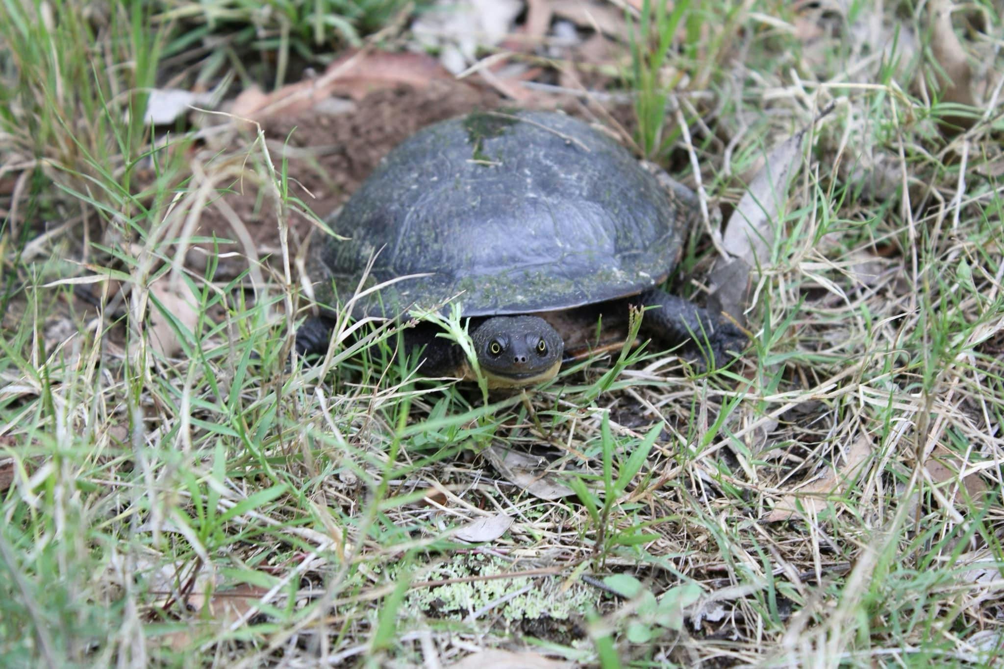 Earthcare Park - Tenambit