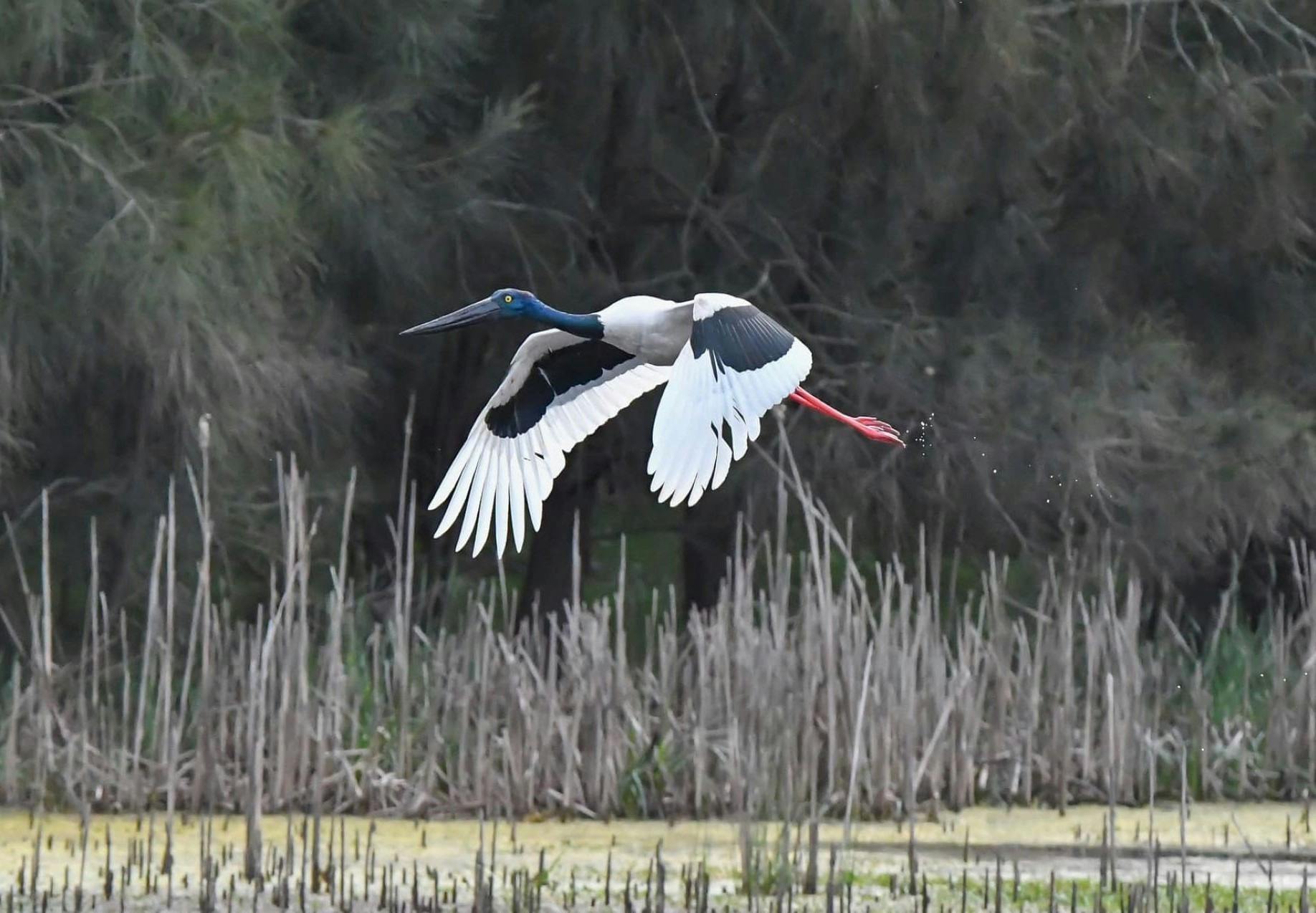 Earthcare Park - Tenambit