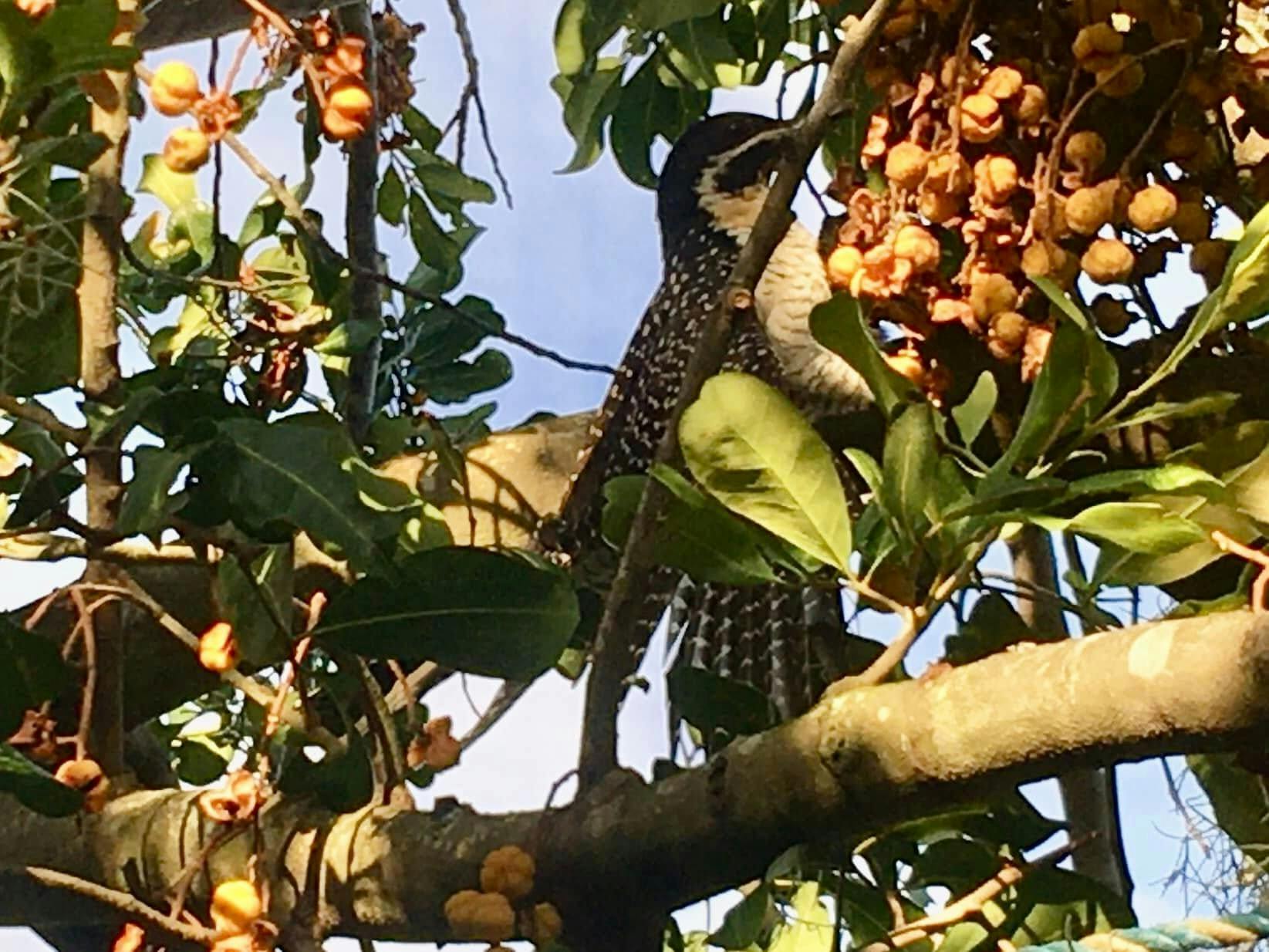 Earthcare Park - Tenambit