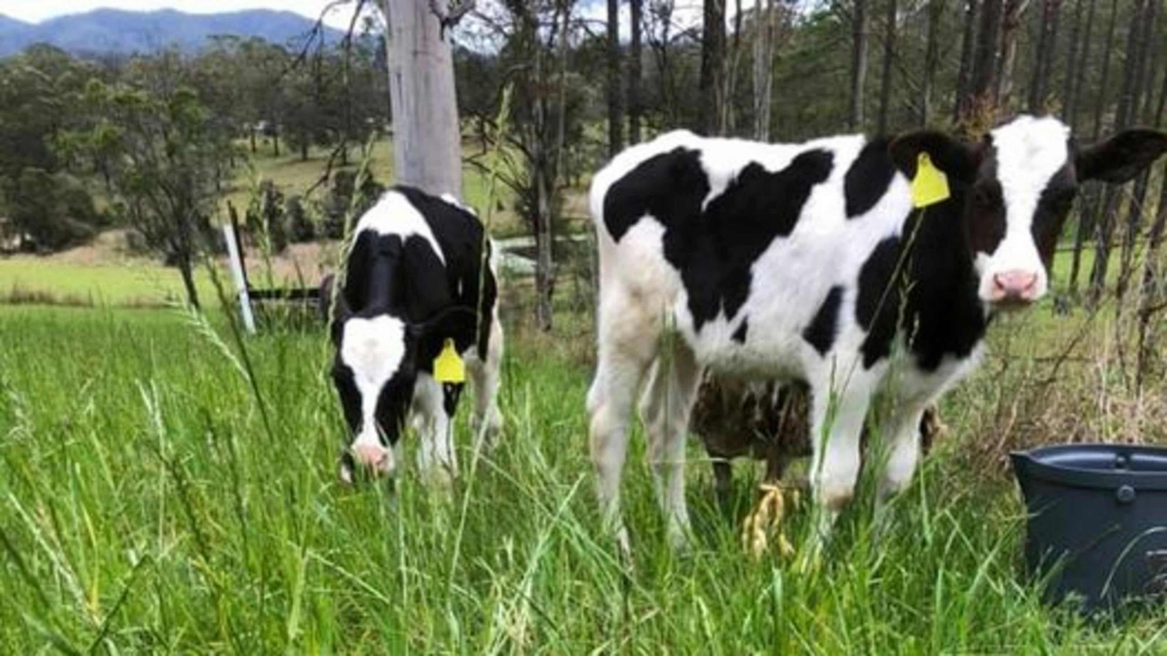 Some of the farm animals