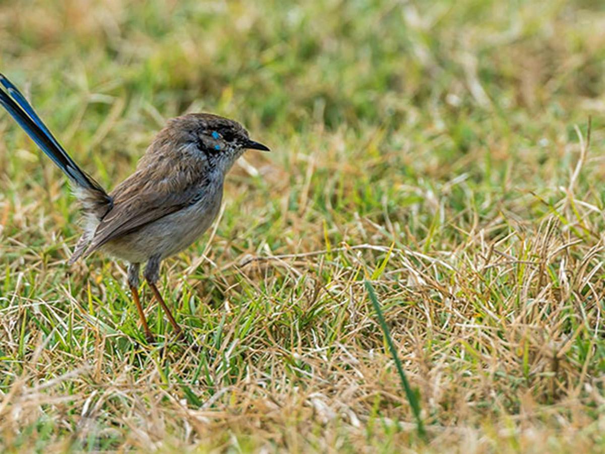 Mann River campground and picnic area, Mann River Nature Reserve. Photo: John Spencer &copy; OEH
