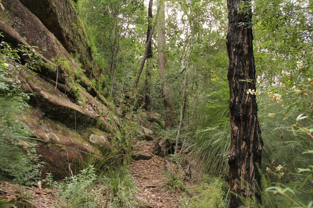 11 Kilometre Walking Track
