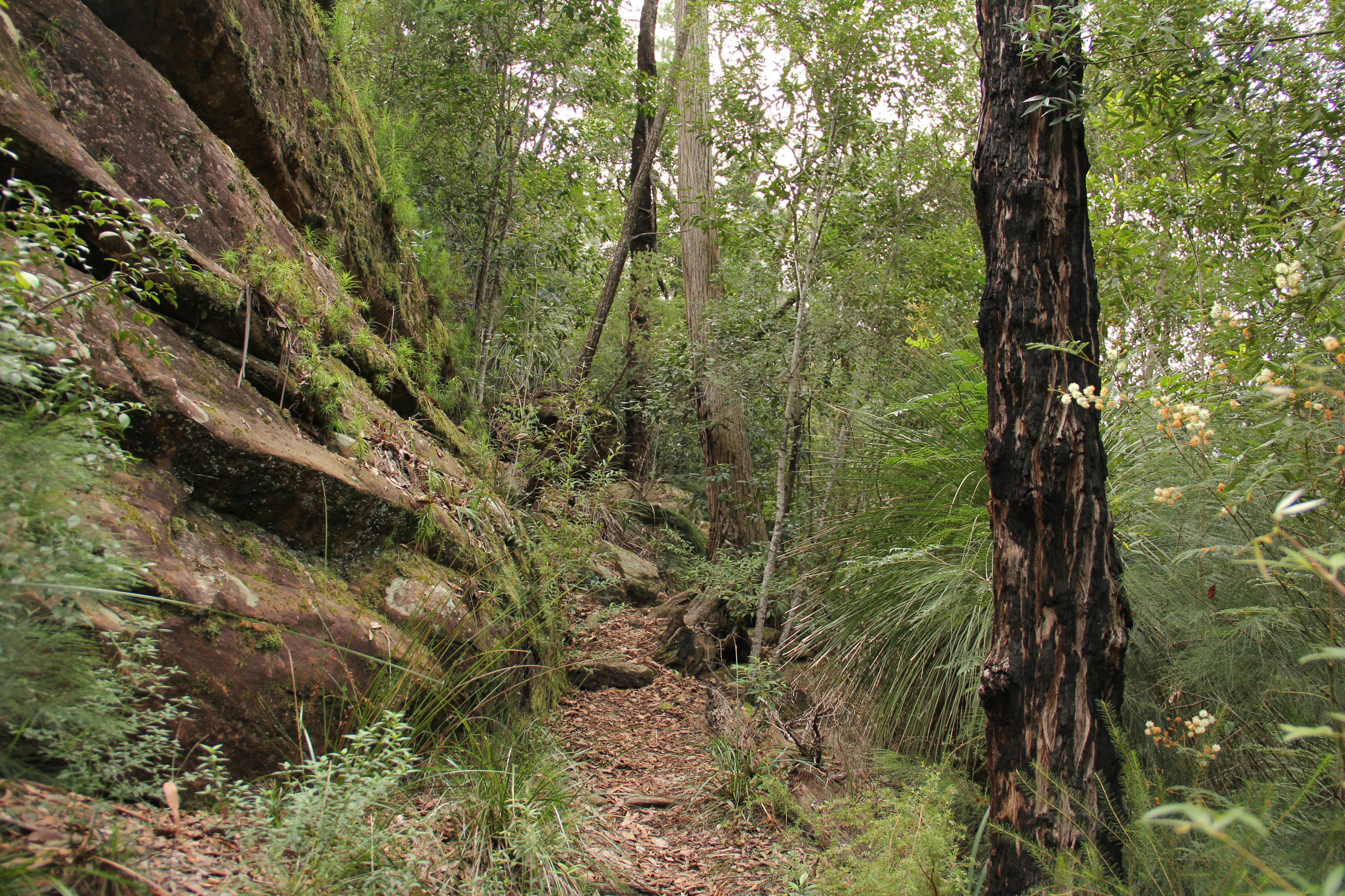 11km walking track, Dharug National Park. Photo: John Yurasek