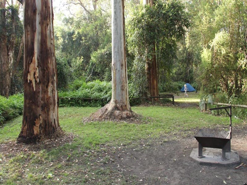 Trees in Mill Creek campground. Photo: John Yurasek/DPIE