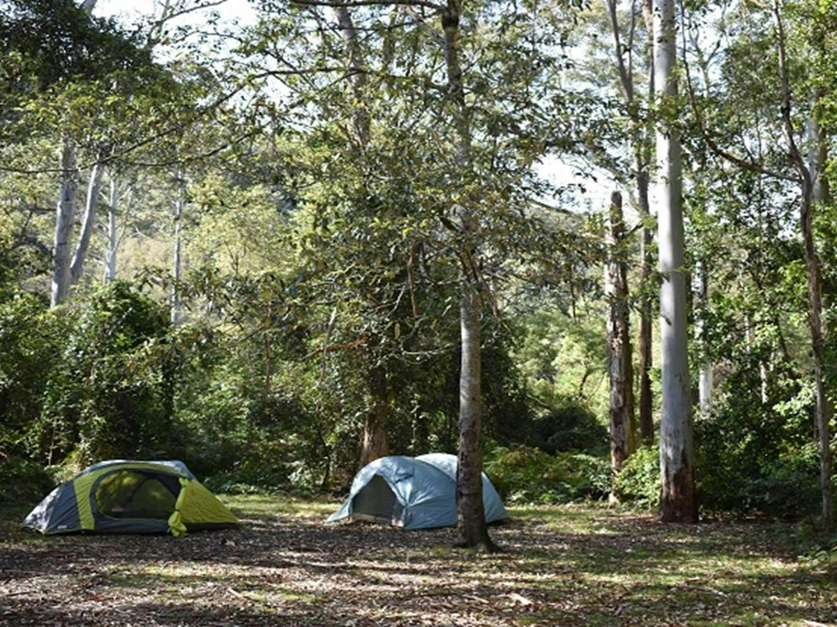 Tents among the tall trees at Mill Creek campground. Photo: Sarah Brookes &copy; DPIE