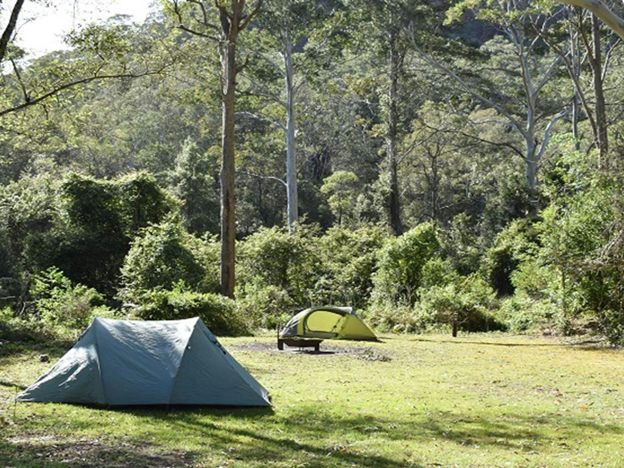 Tents among the tall trees at Mill Creek campground. Photo: Sarah Brookes &copy; DPIE