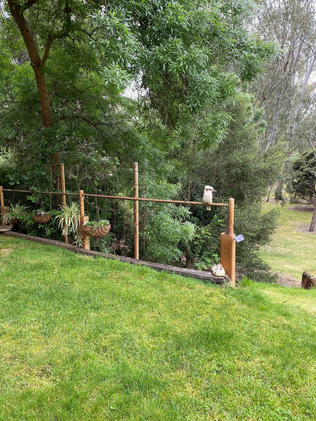 Kookabarra
