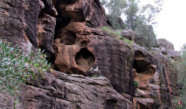 Bertha's Gully Walking Track