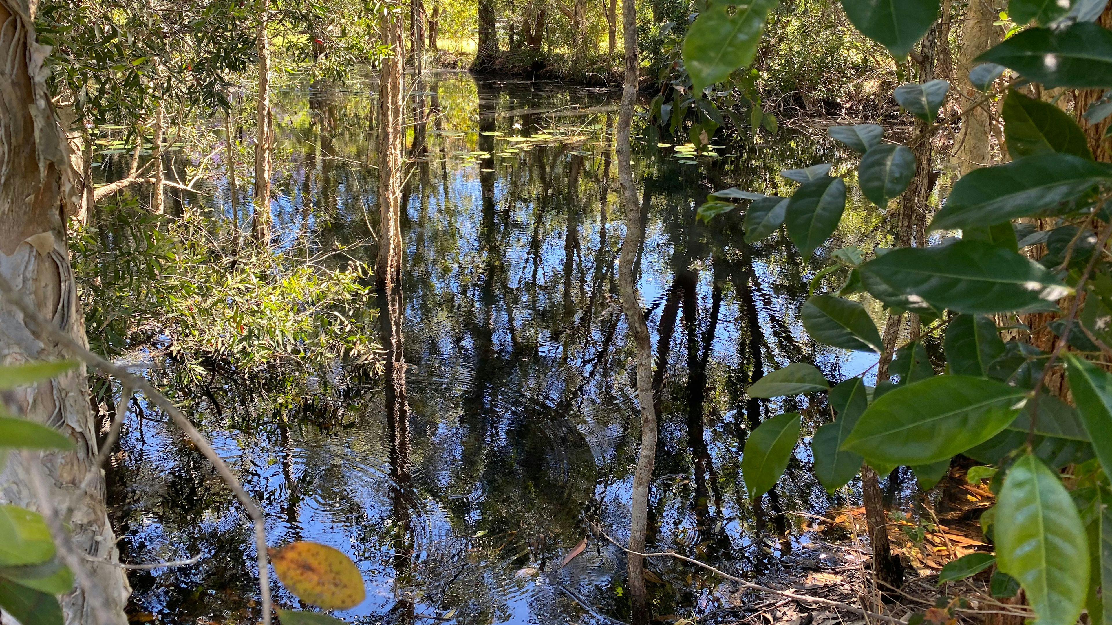 The little lake. It has ducks and eels and water lilies. 